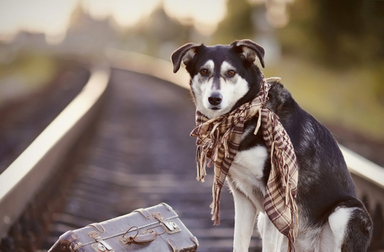 Sedial eiusmod tempor